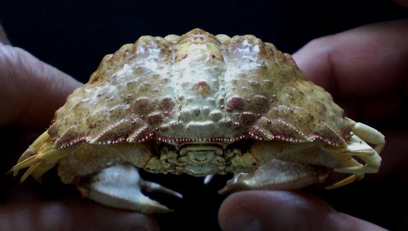 Calappa gallus T.F.C. male posterior view.jpg